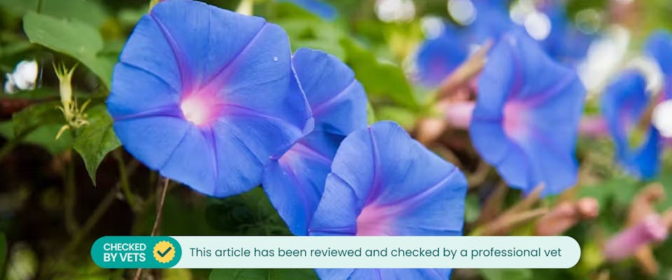 Are morning glories toxic to deals dogs